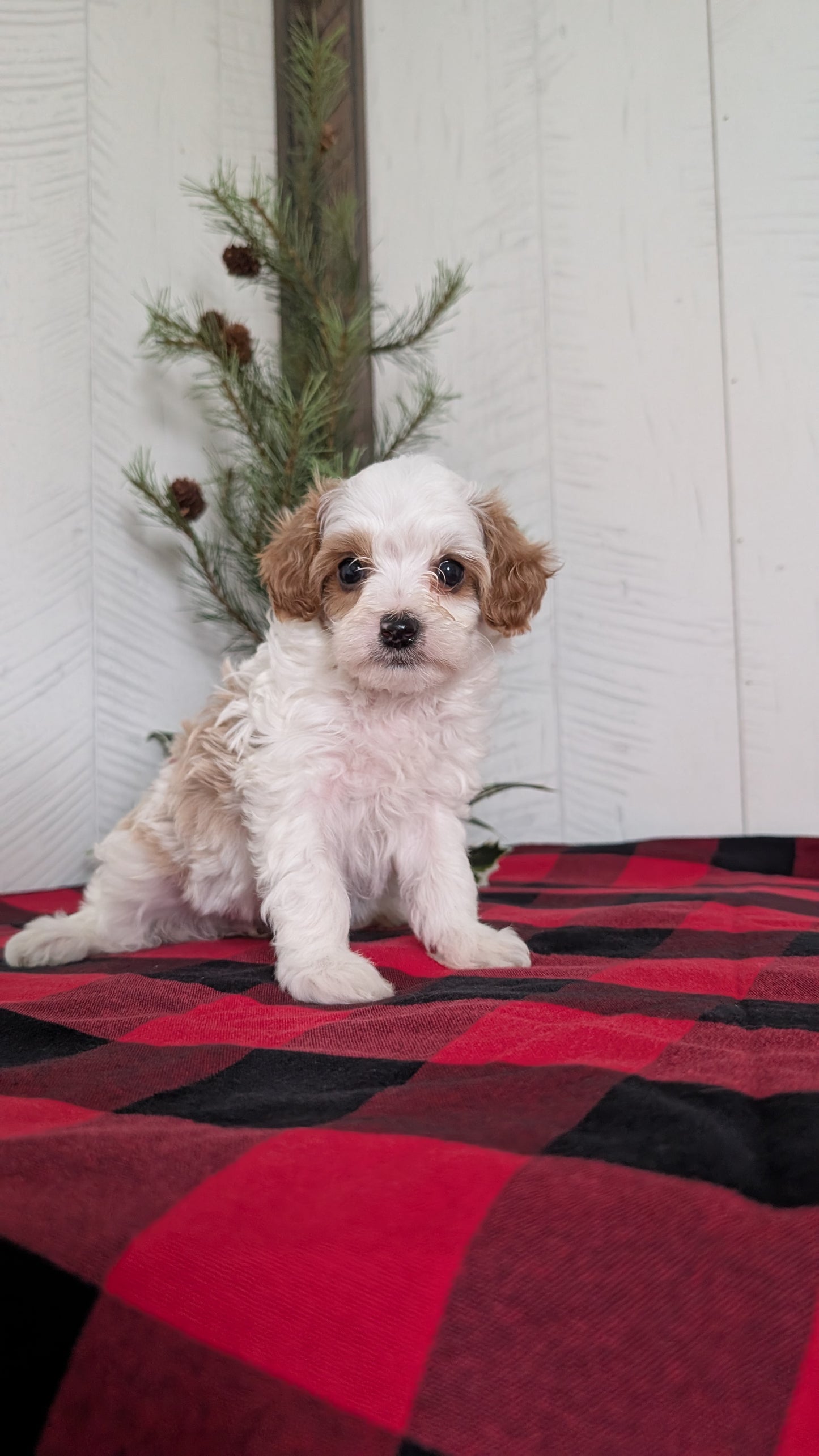 CAVAPOO (OCT 27) FEMALES