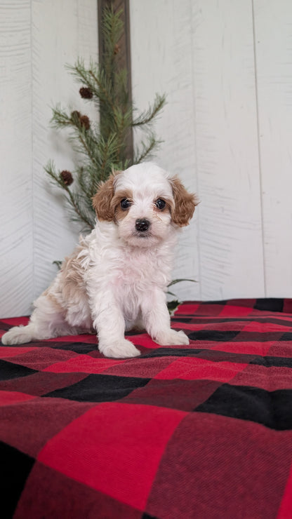 CAVAPOO (OCT 27) FEMALES