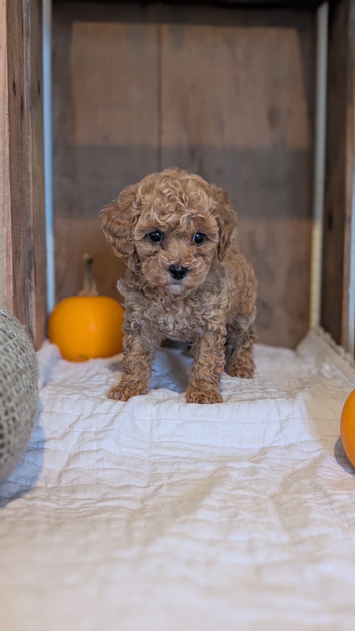 MINI POODLE (AUG 06) 5 FEMALES