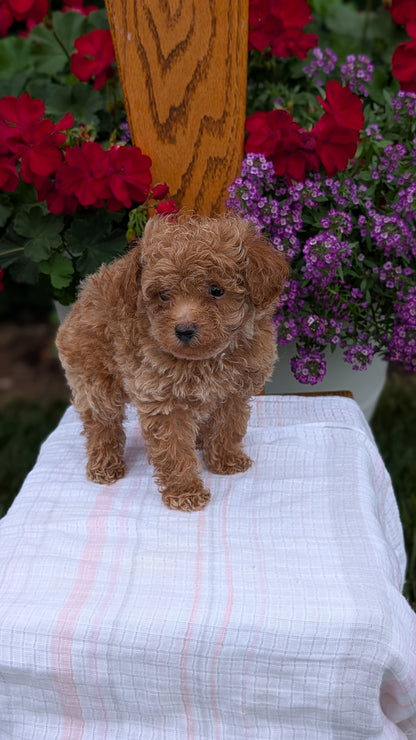 TOY POODLE (JUN 15) MALE