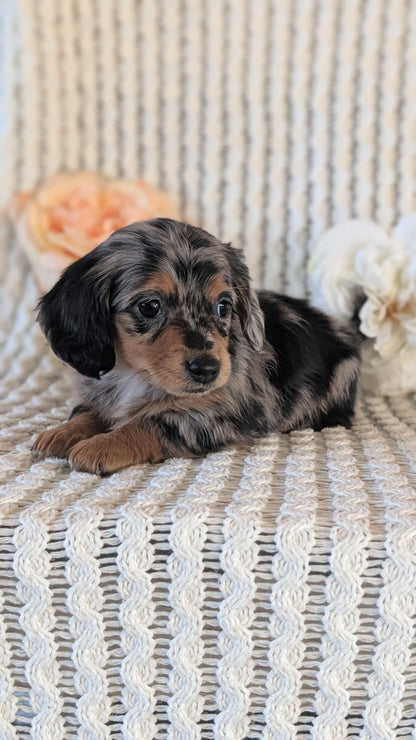 MINI DACHSHUND (JAN 01) FEMALES