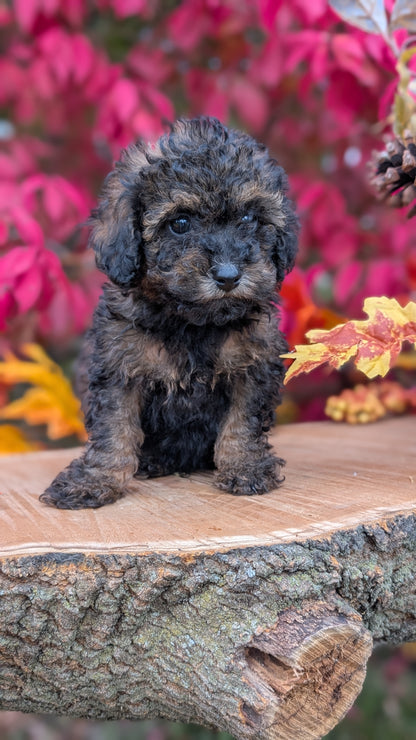 TOY POODLE (09/10) MALE