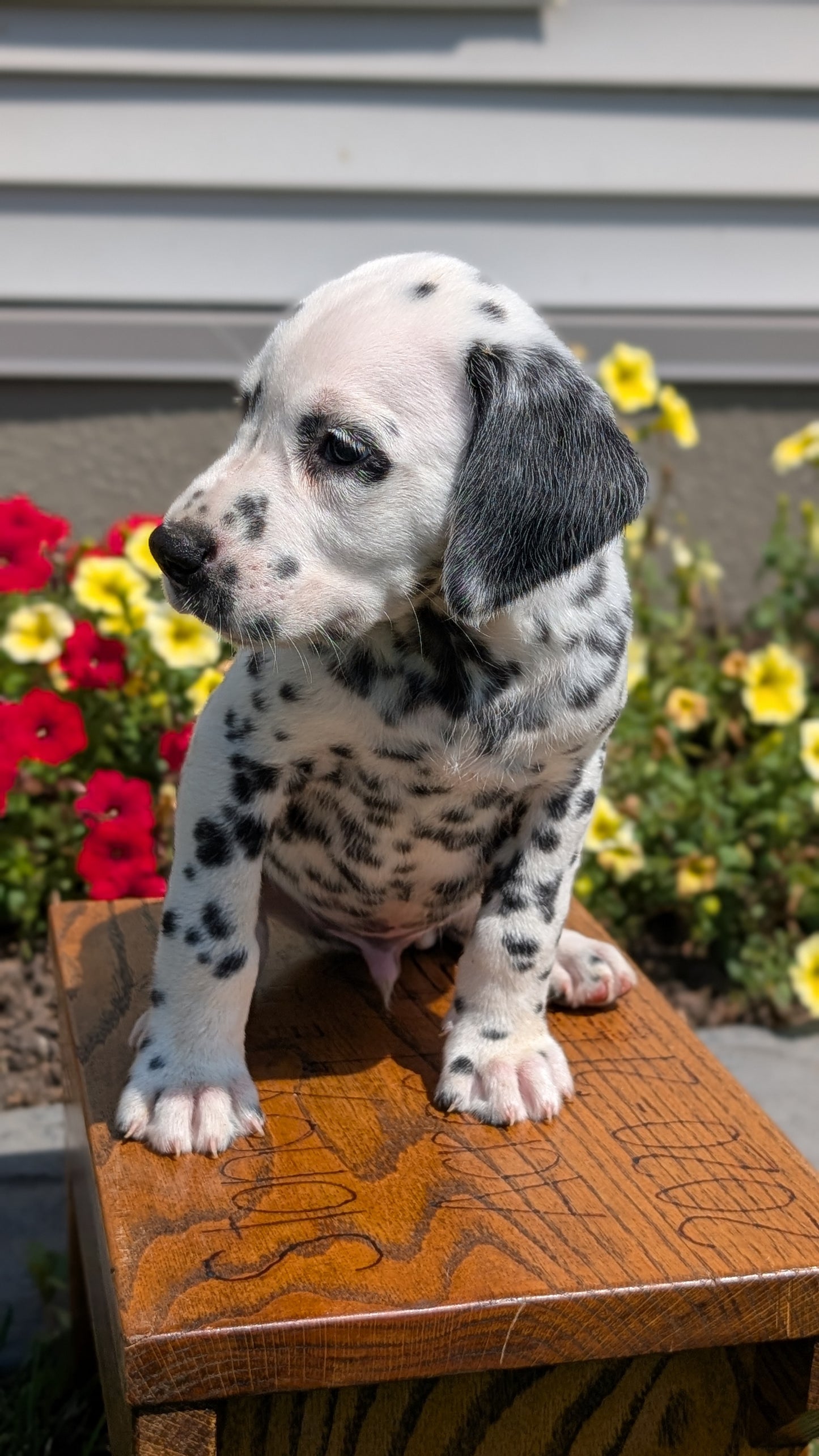 DALMATIAN (JUN 29) MALES