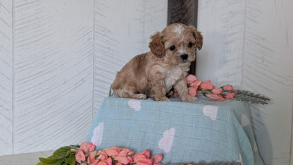COCKAPOO (FEB 04) MALES