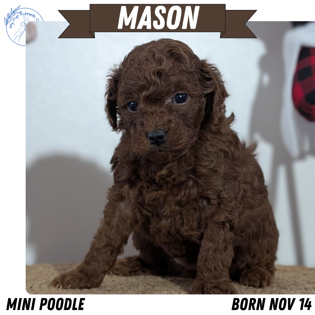 MINI POODLE (NOV 14) MALES