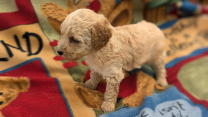 MINI POODLE (09/27) FEMALE