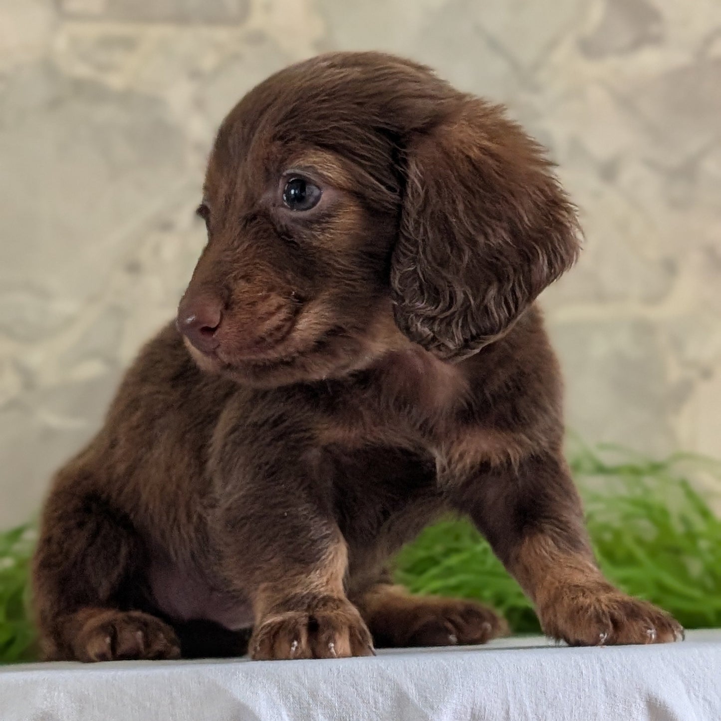 MINI DACHSHUND (APR 29) FEMALES