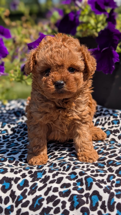 TOY POODLE (JUN 25) MALES