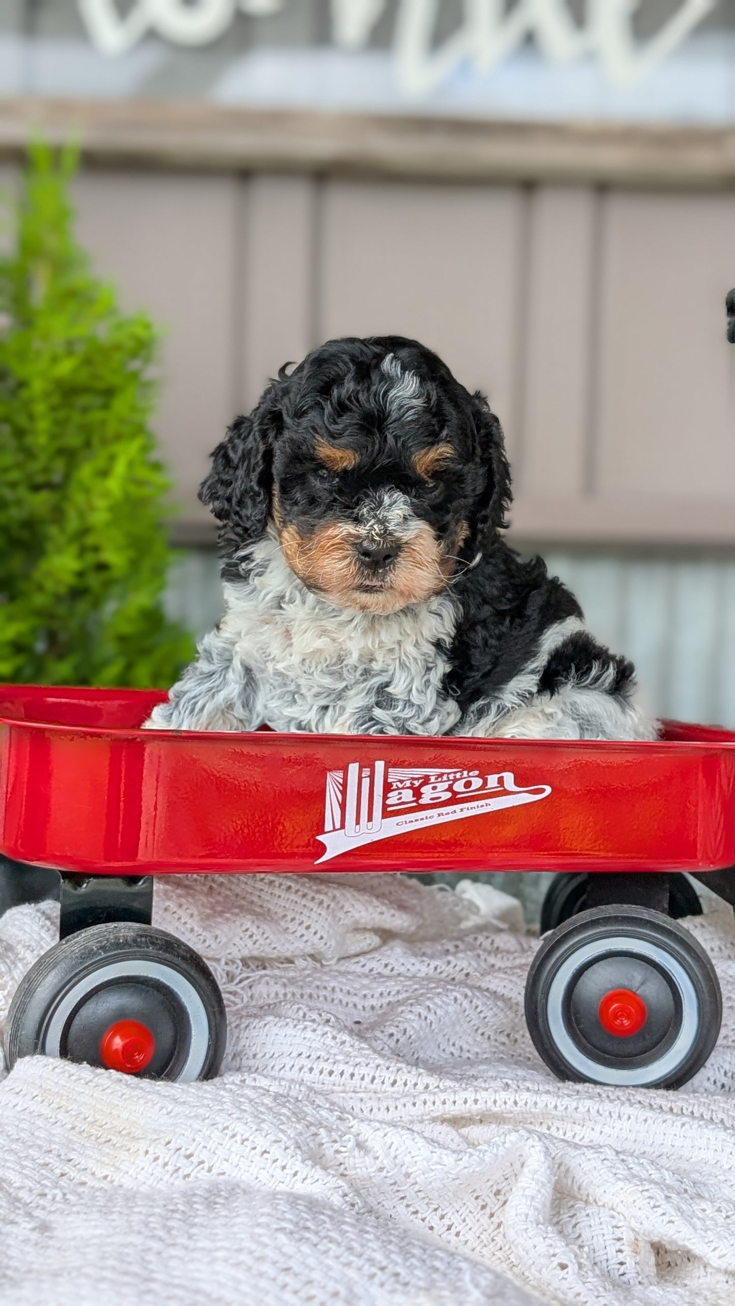 COCKAPOO (MAY 10) MALES
