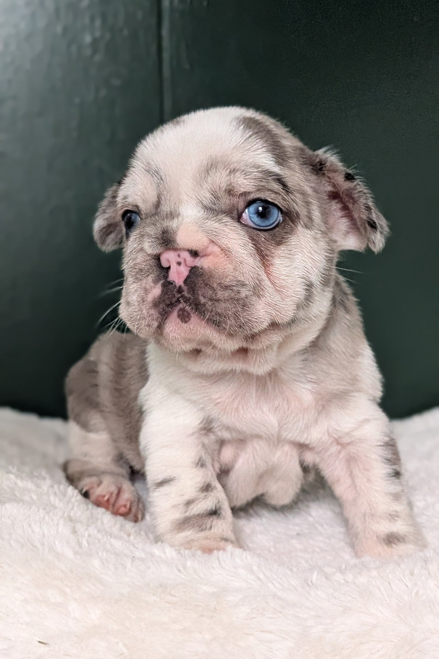 FRENCH BULLDOG (APR 03) FEMALE