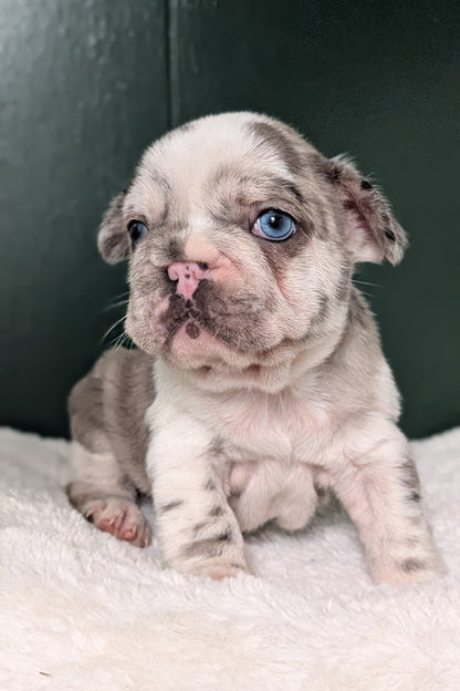 FRENCH BULLDOG (APR 03) FEMALE