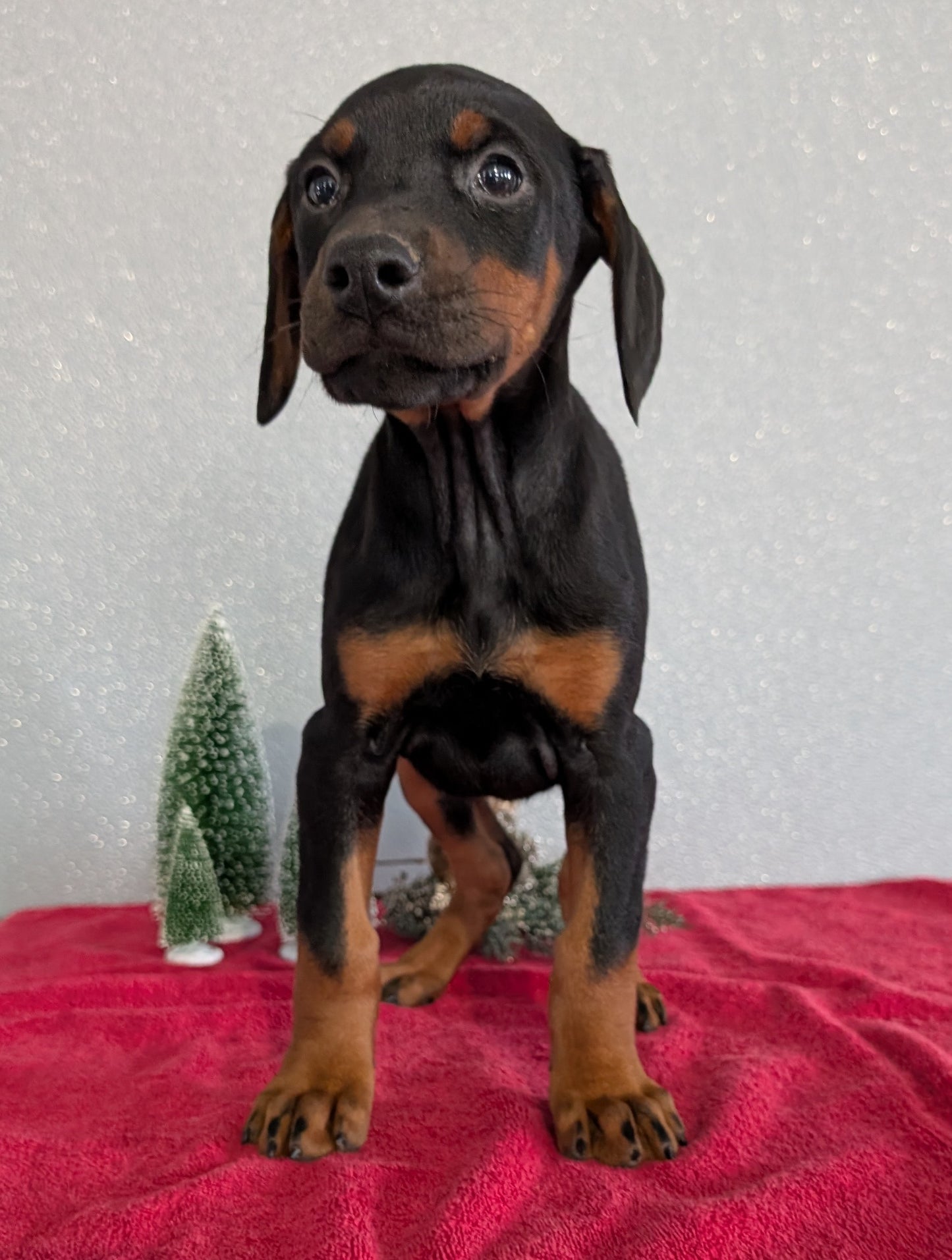 DOBERMAN PINSCHER (OCT 17) FEMALES