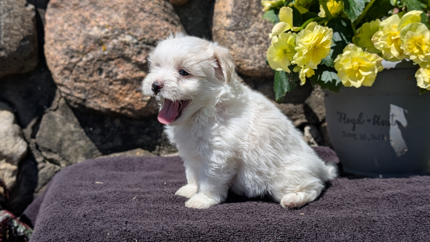 HAVANESE (MAY 14) MALES