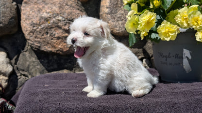 HAVANESE (MAY 14) MALES