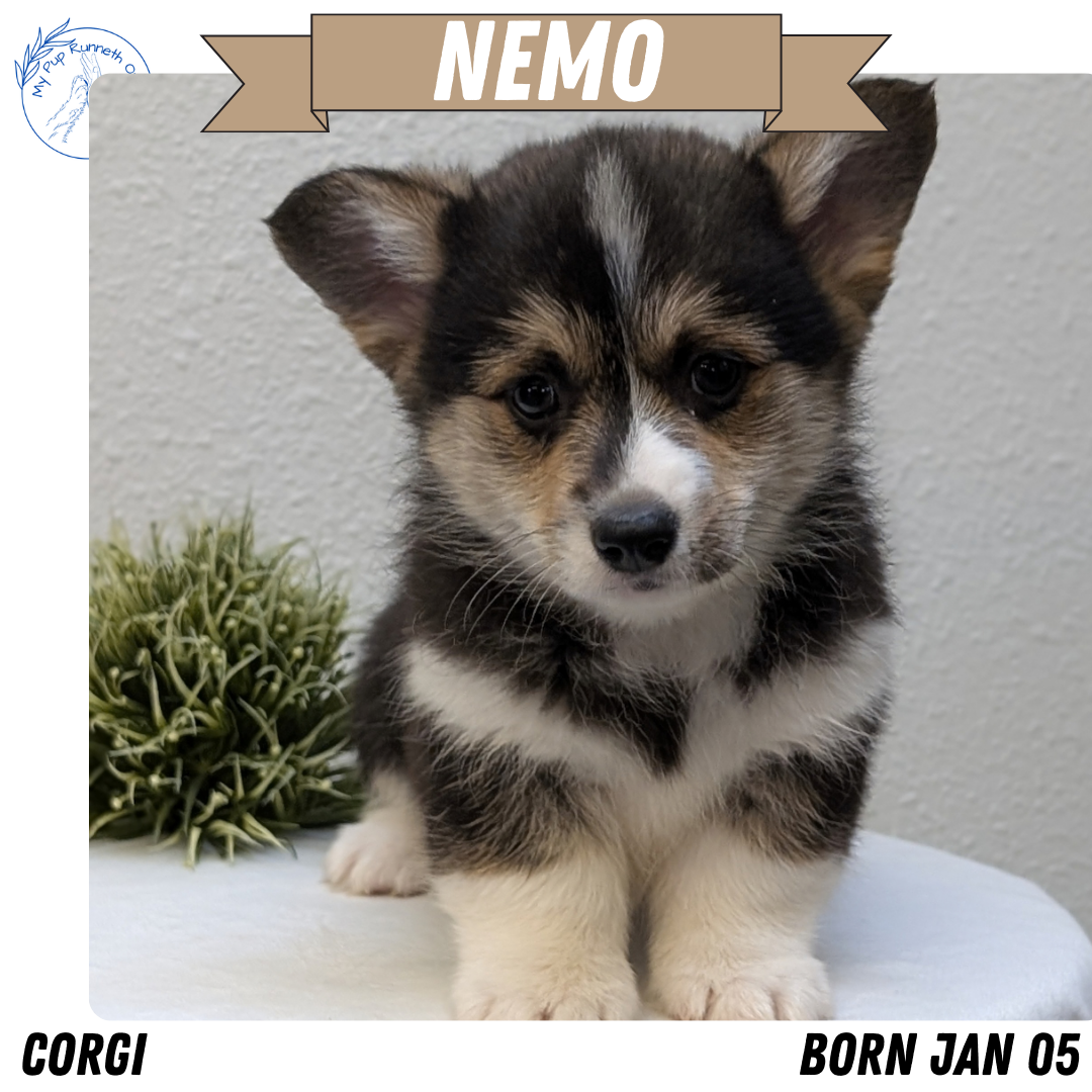 CORGI (JAN 05) MALES