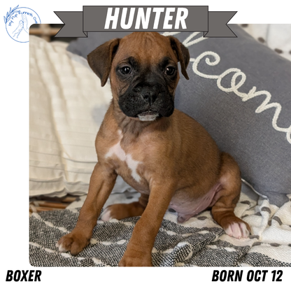 BOXER (OCT 12) MALES