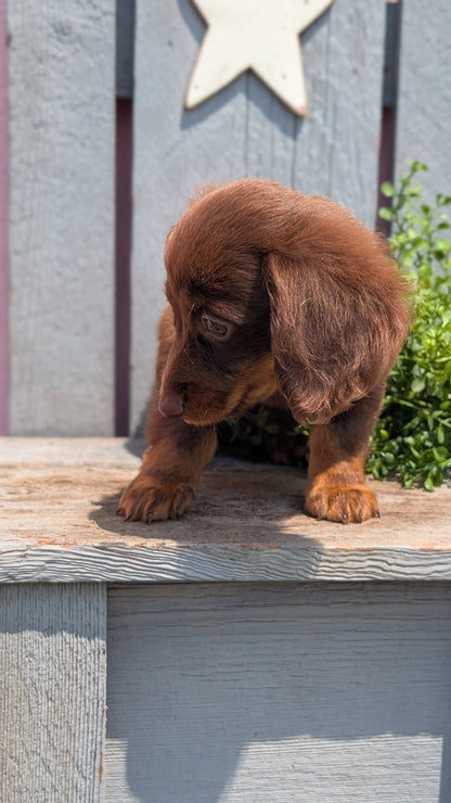 MINI DACHSHUND (APR 29) FEMALES