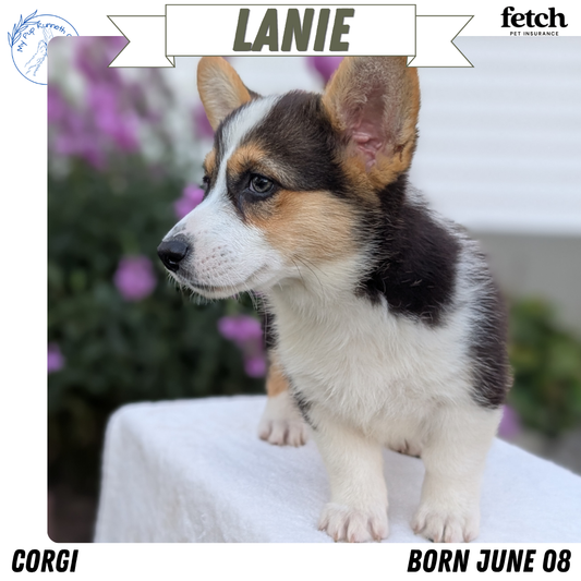 CORGI (JUN 08) FEMALES
