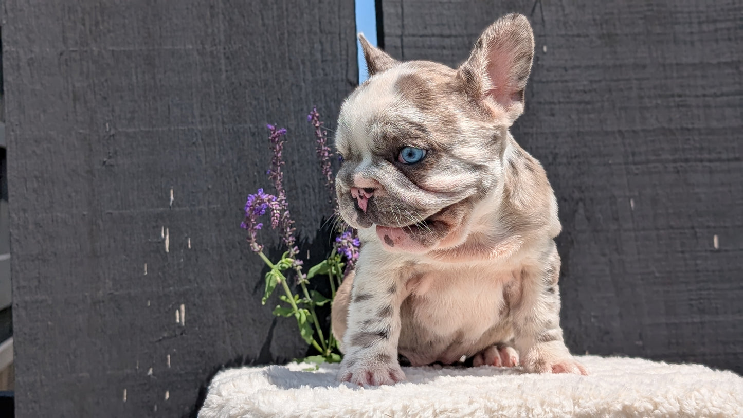FRENCH BULLDOG (APR 03) FEMALE