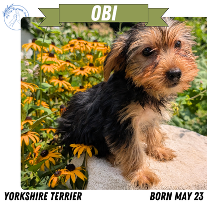 YORKSHIRE TERRIER (05/23) MALE