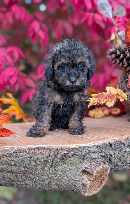 TOY POODLE (09/10) MALE