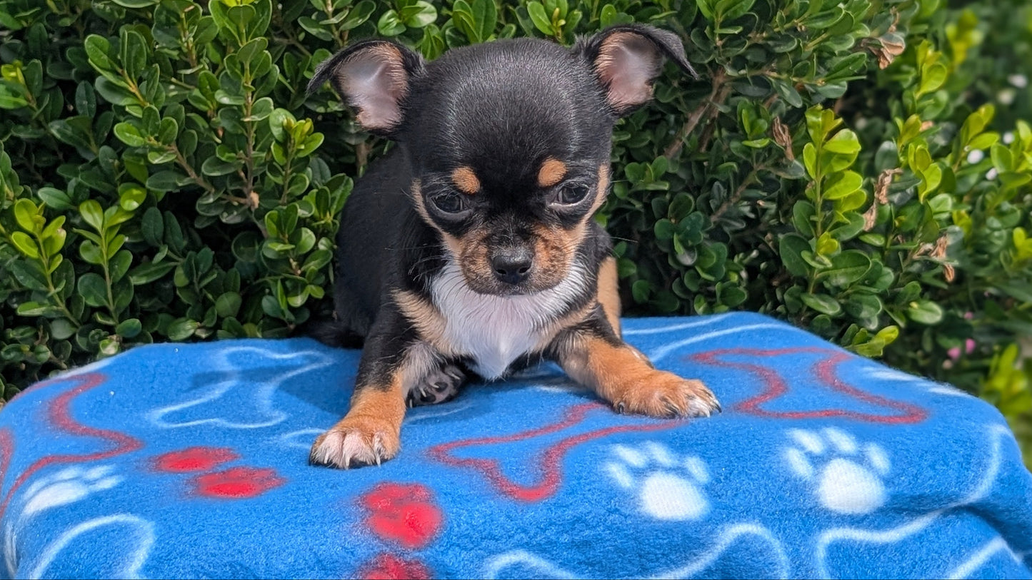 CHIHUAHUA (MAY 20) MALE