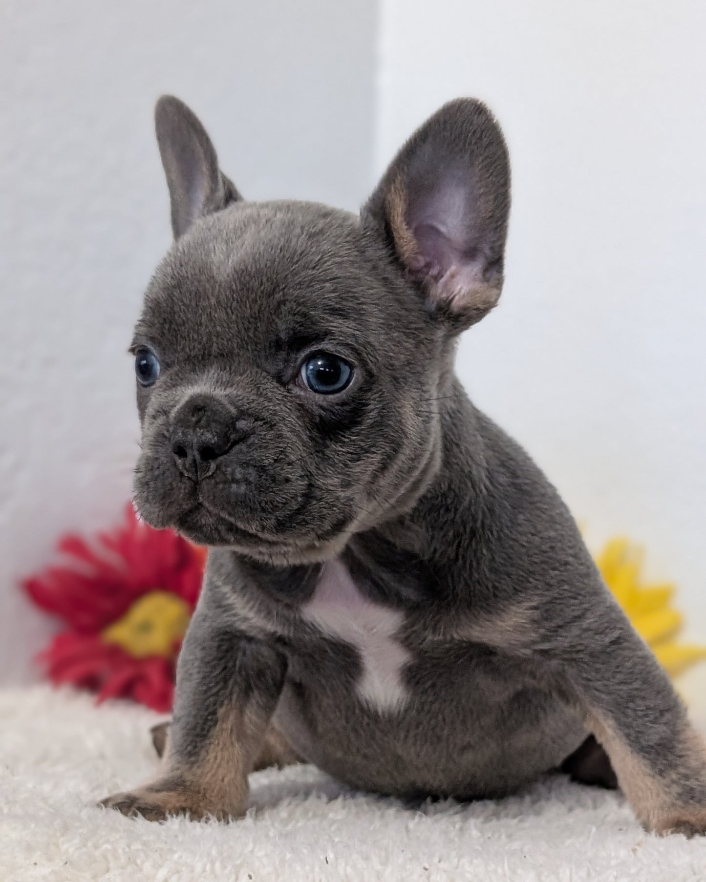 FRENCH BULLDOG (FEB 21) MALES