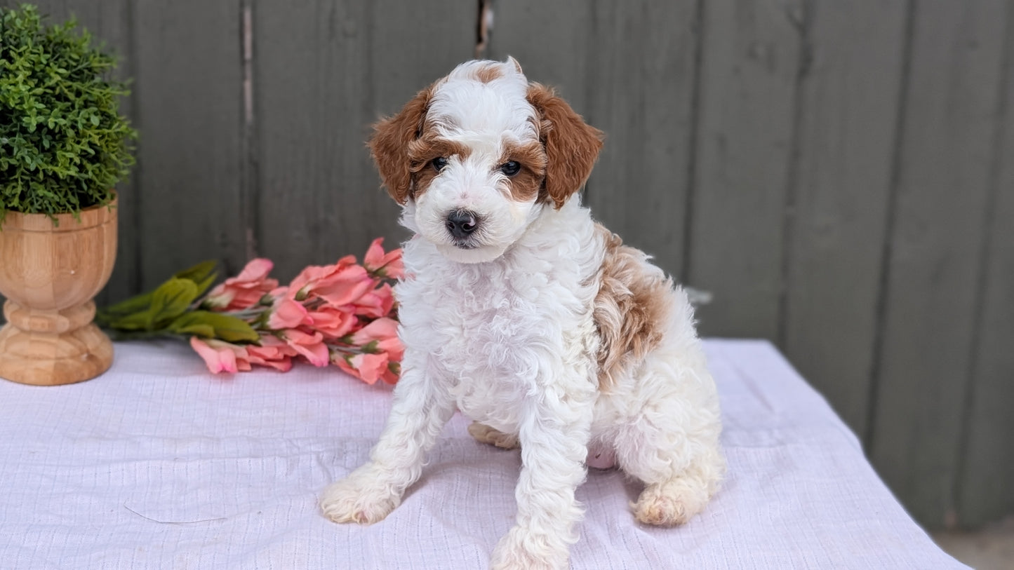 MINI POODLE (MAY 08) MALES