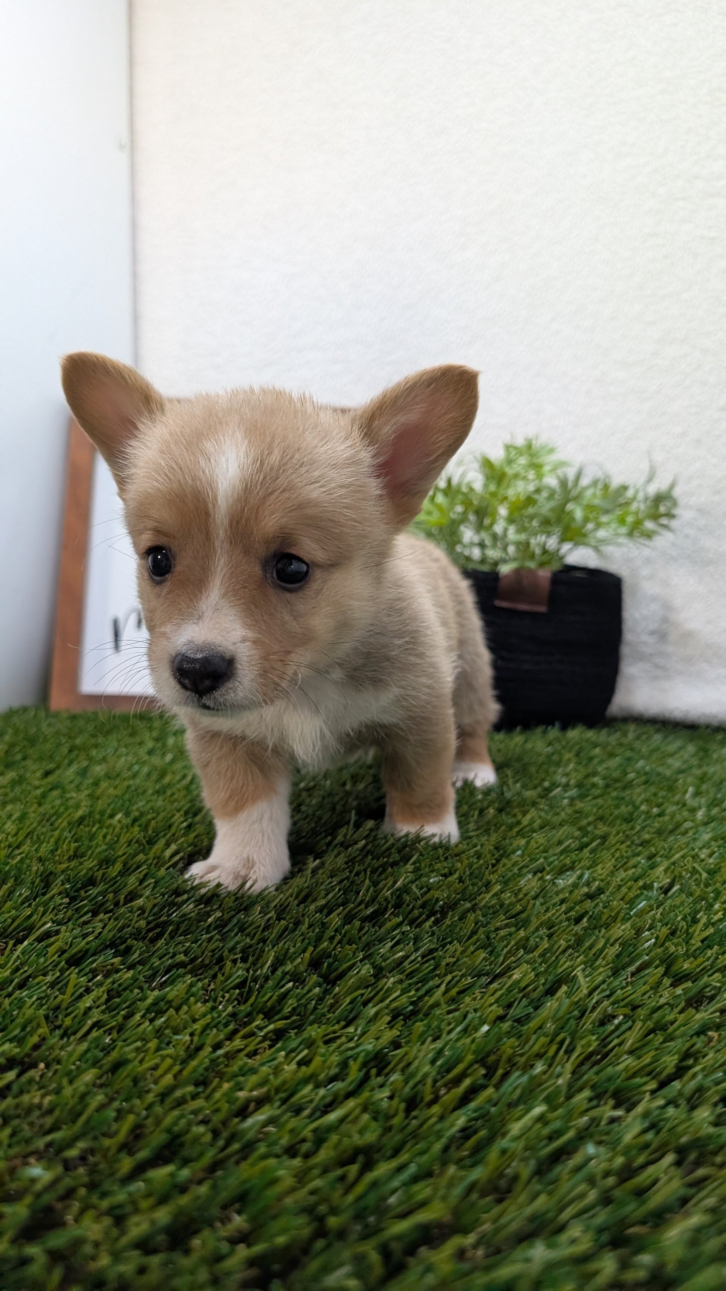 CORGI (07/10) MALE