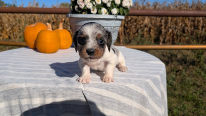 MINI DACHSHUND (09/01) MALE