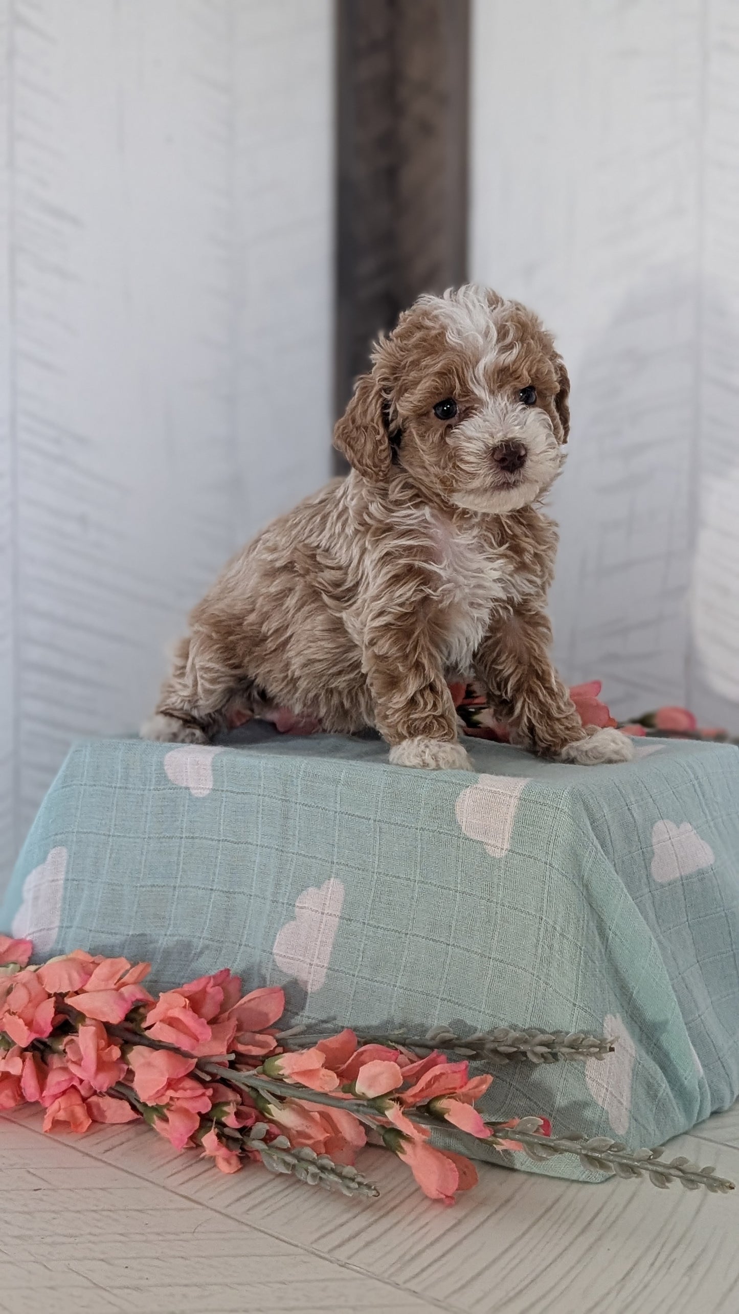 COCKAPOO (FEB 04) FEMALES