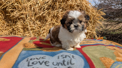 SHIH TZU (02/01) FEMALE
