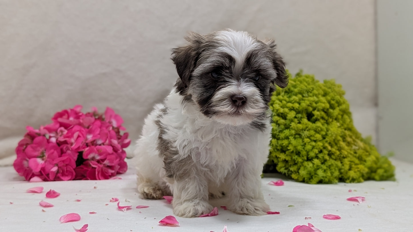 HAVANESE (09/13) MALE