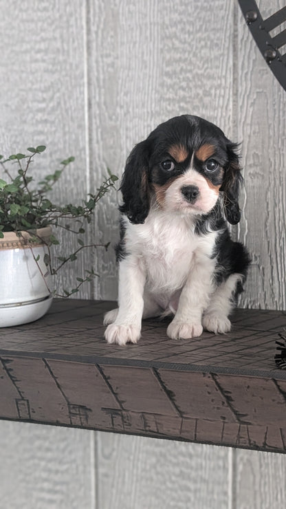 CAVALIER (DEC 03) MALES