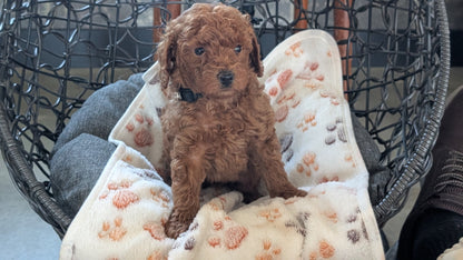 TOY POODLE (SEP 10) 4 MALES/2 FEMALES