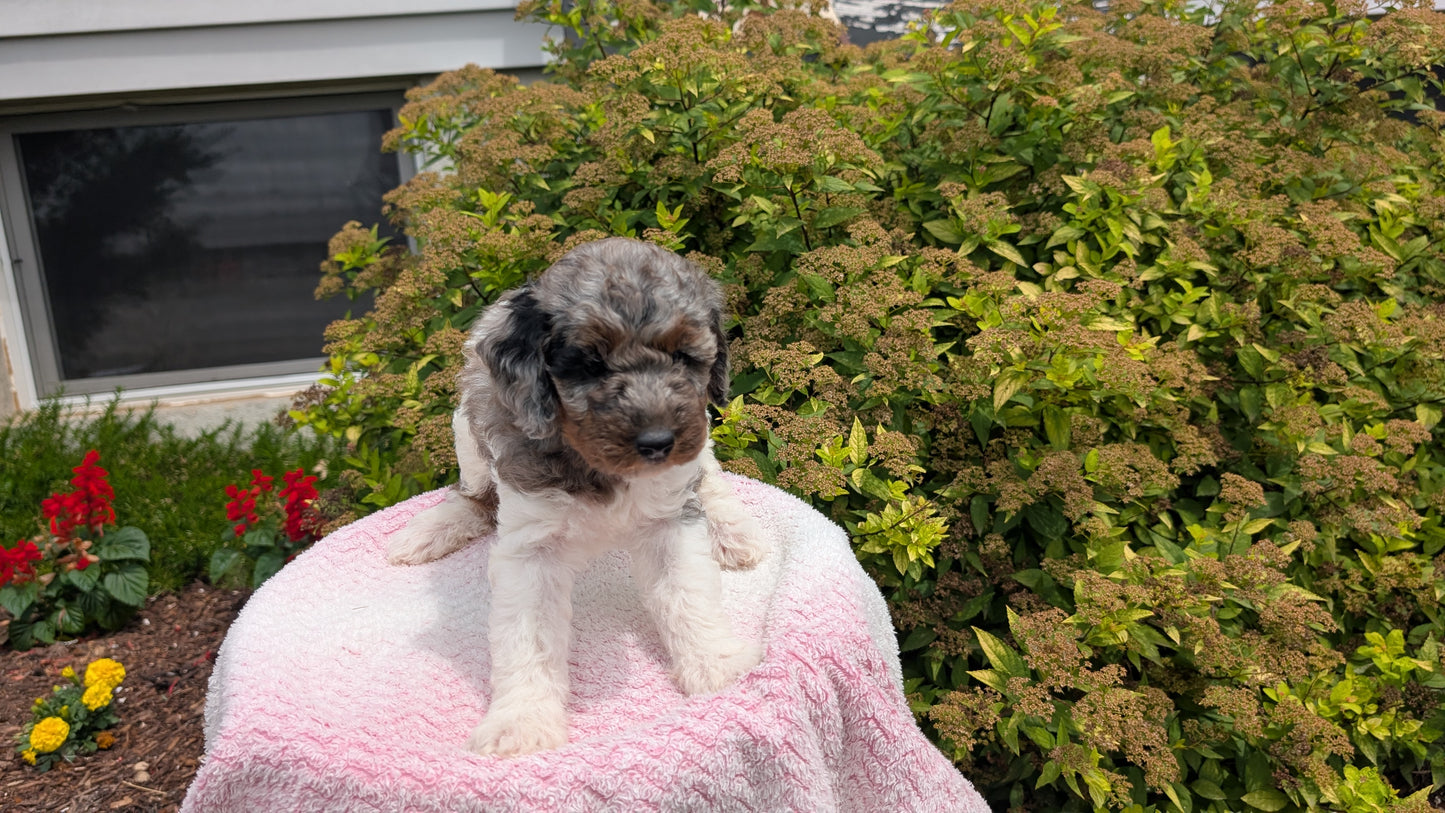 MINI POODLE (06/07) FEMALE