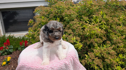 MINI POODLE (06/07) FEMALE