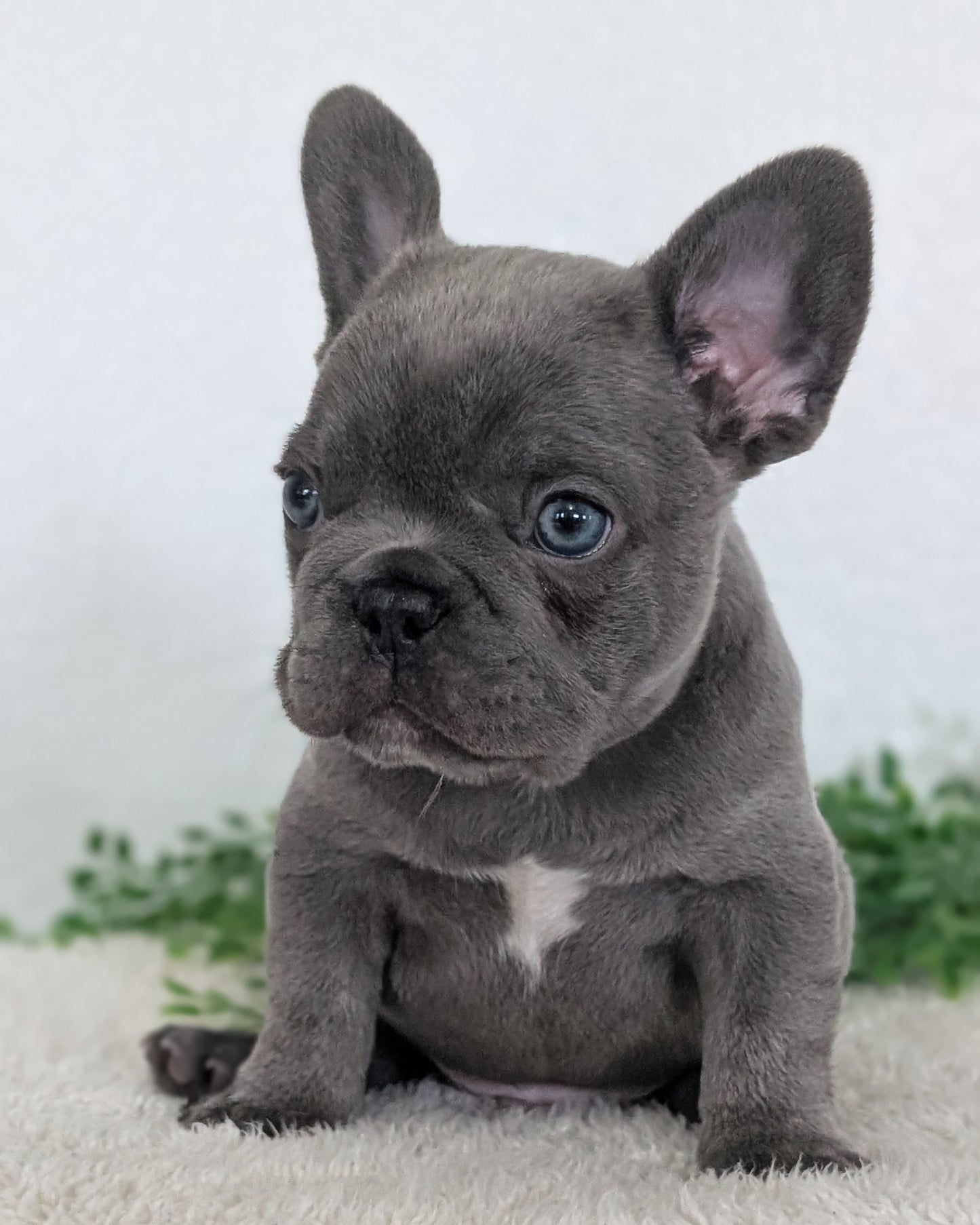 FRENCH BULLDOG (FEB 16) MALE