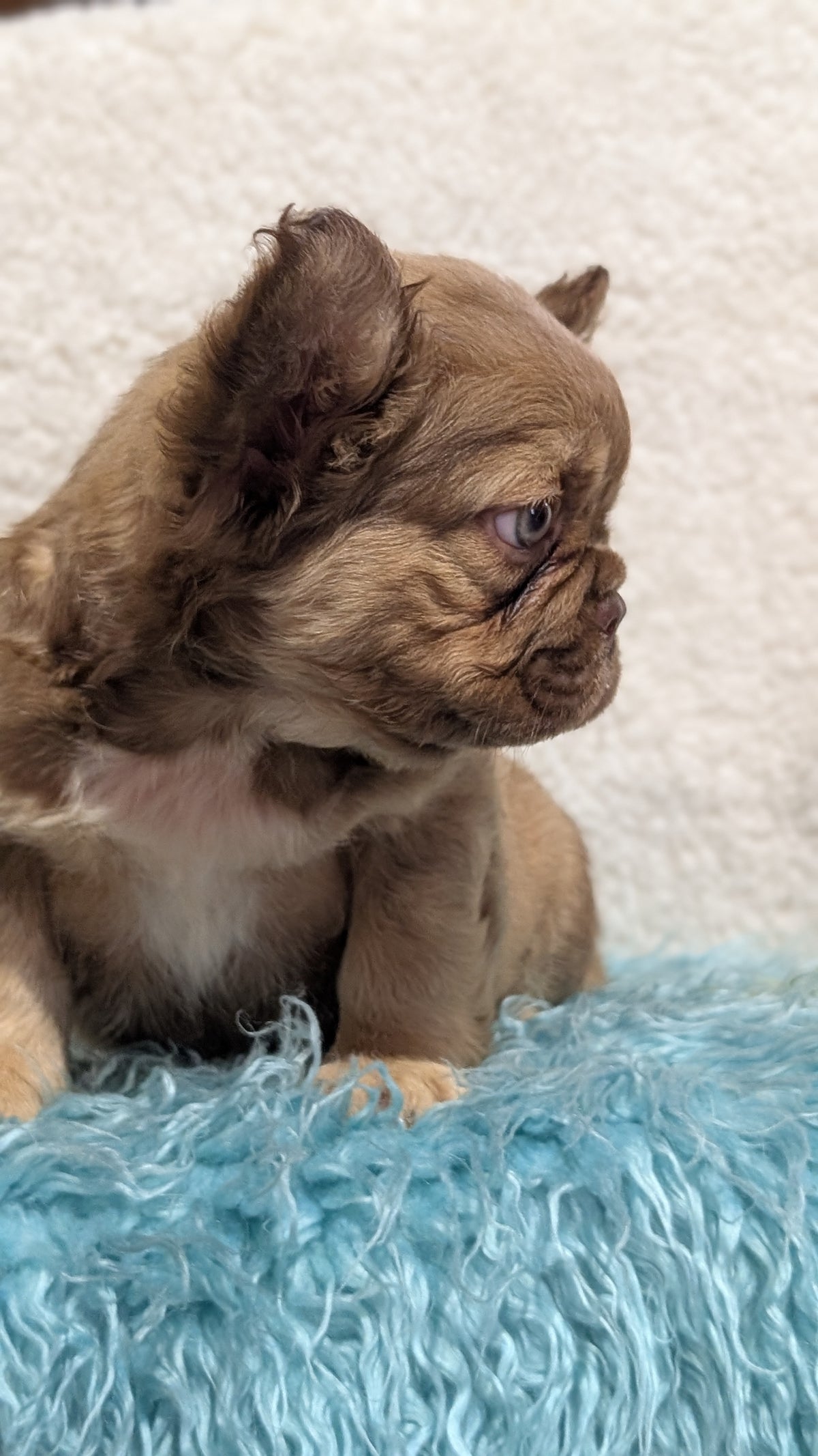FRENCH BULLDOG (JUN 06) FEMALES
