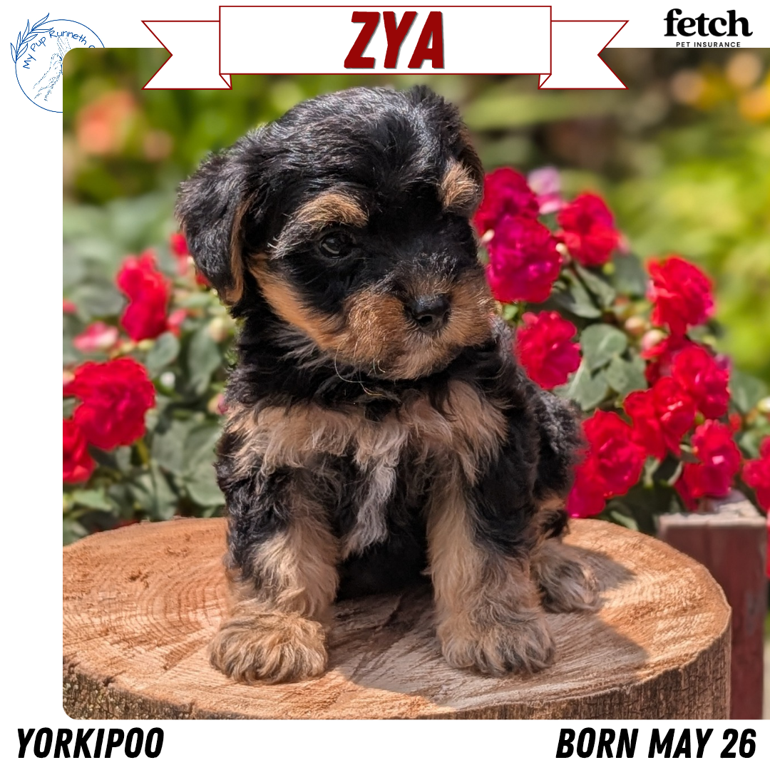 YORKIPOO (MAY 26) FEMALES
