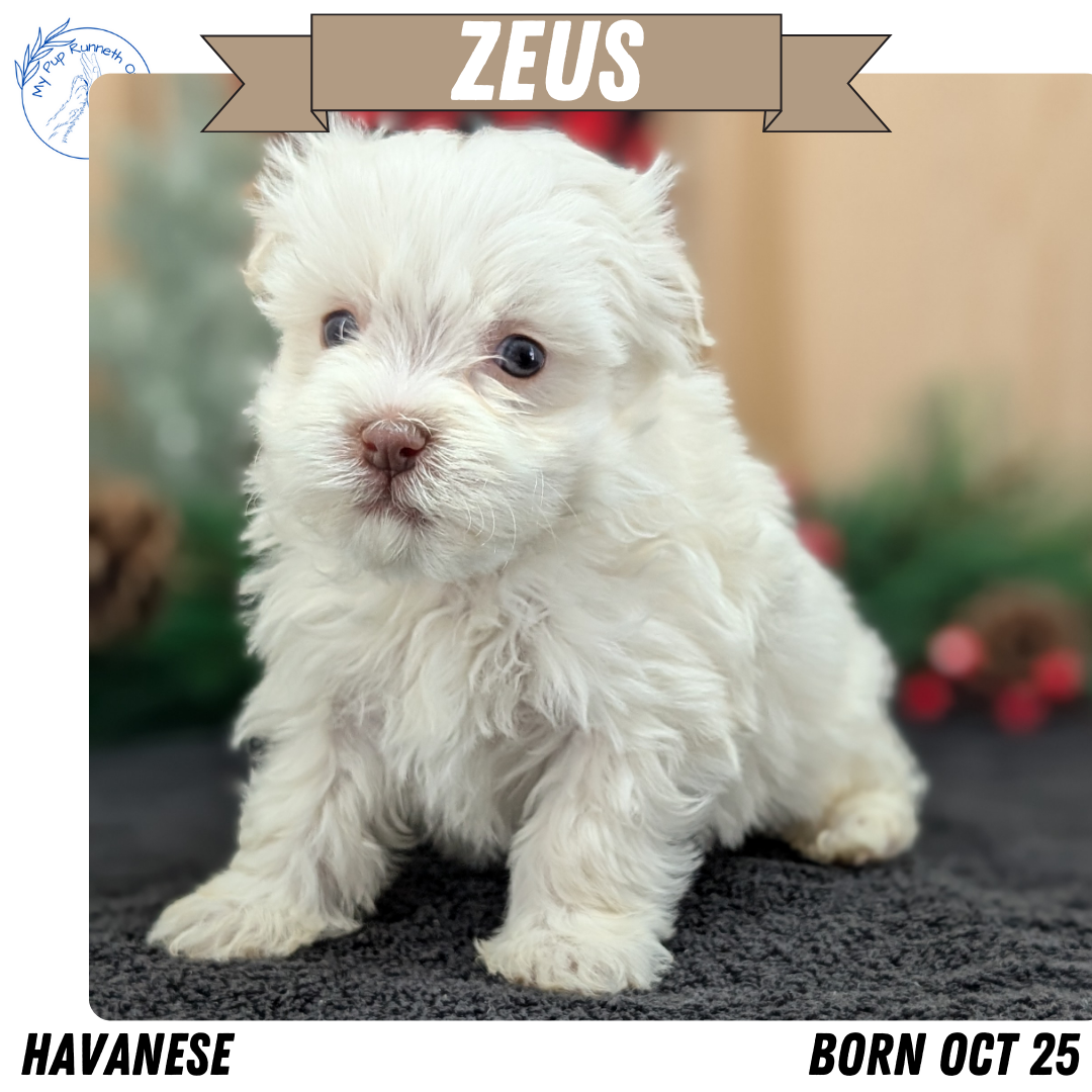 HAVANESE (OCT 25) MALES