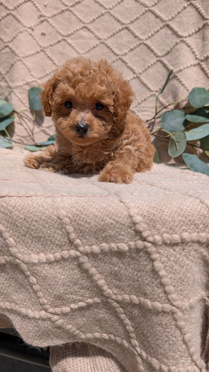 COCKAPOO (05/31) FEMALE