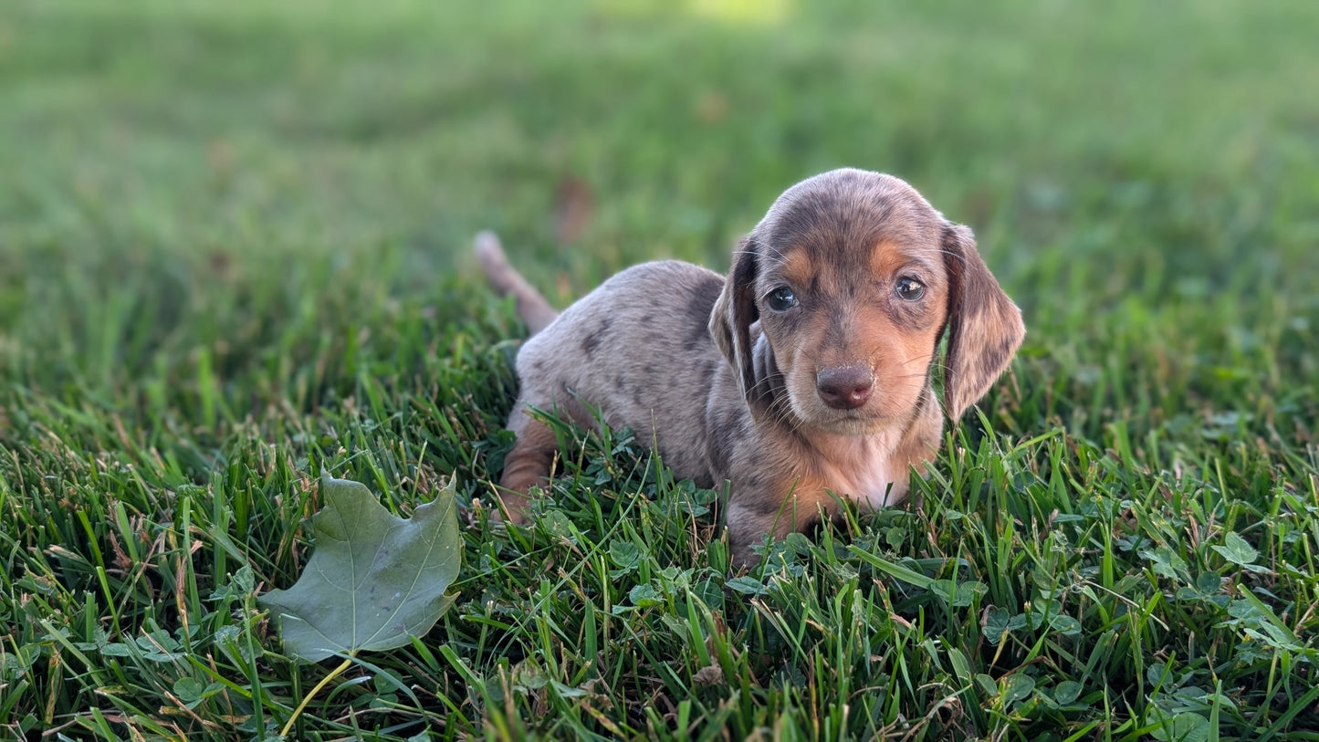 MINI DACHSHUND (08/19) FEMALE