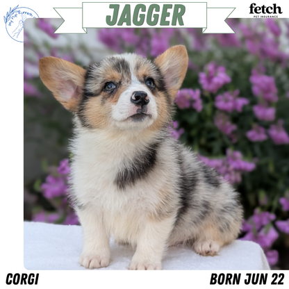 CORGI (JUN 22) MALES