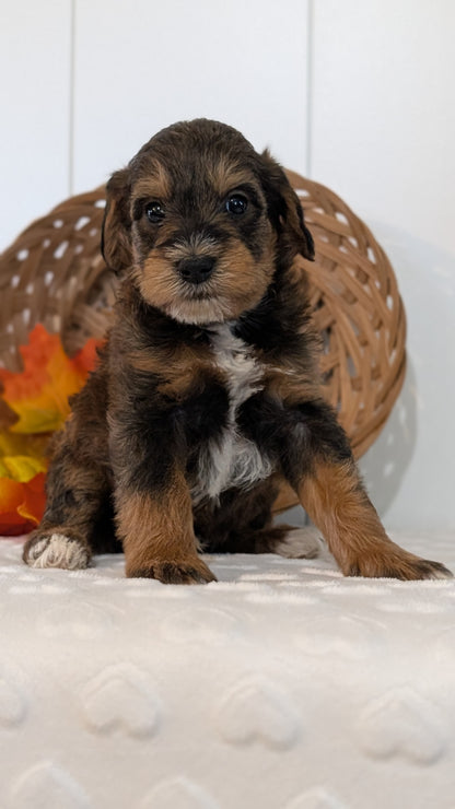 SCHNOODLE (SEP 03) 4 FEMALES/3 MALES
