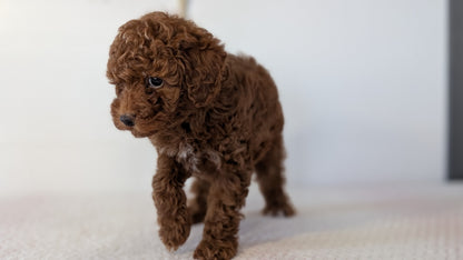 TOY POODLE (DEC 03) FEMALE
