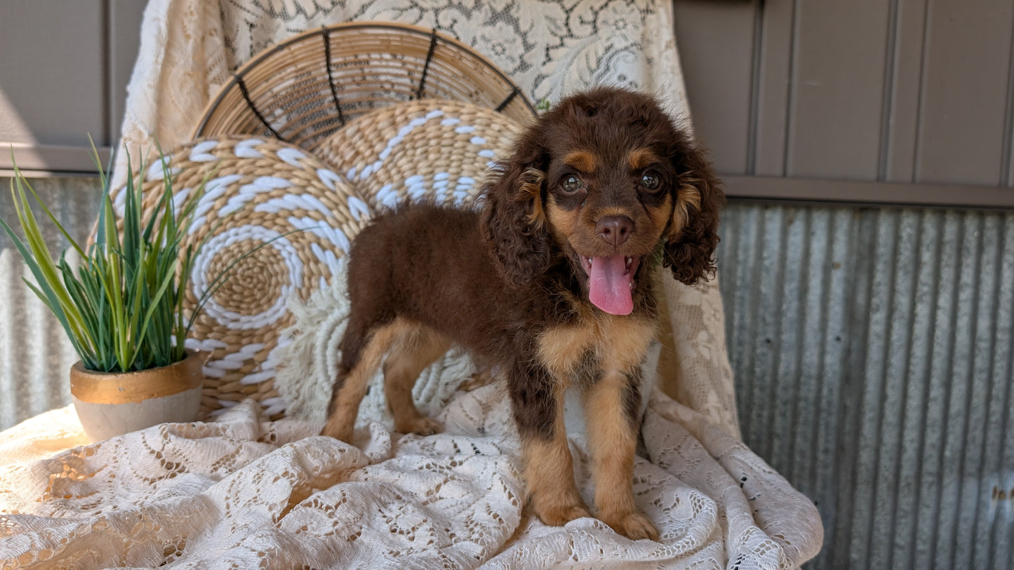 COCKAPOO (06/02) FEMALE