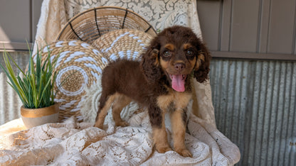 COCKAPOO (06/02) FEMALE