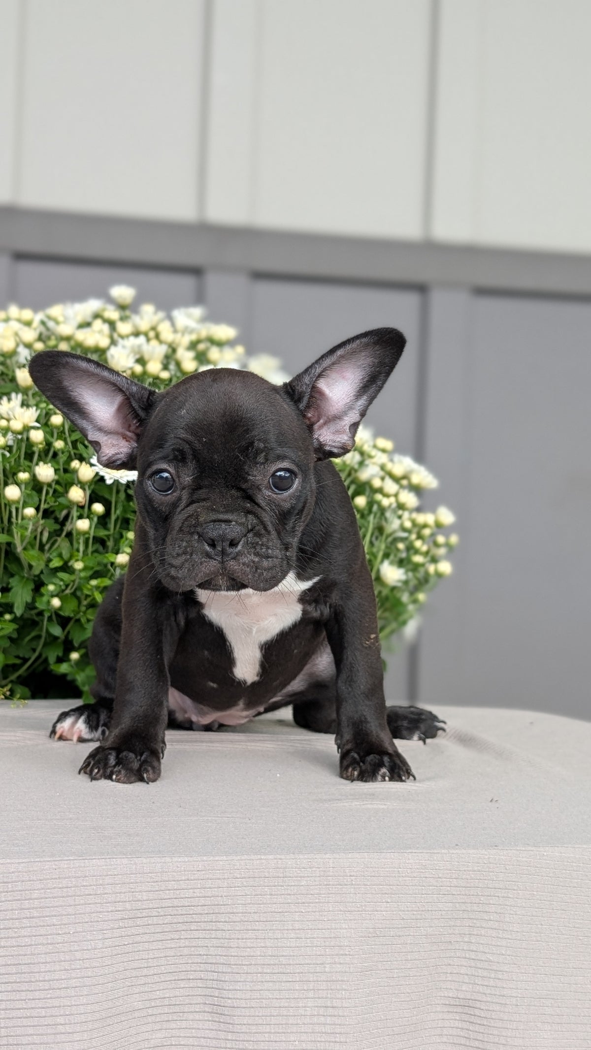 FRENCHTON (JUL 14) 2 MALES/1 FEMALE
