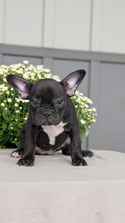 FRENCHTON (JUL 14) 2 MALES/1 FEMALE